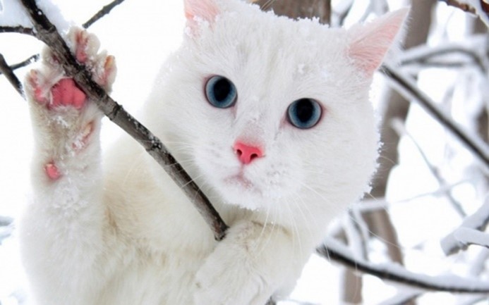 Кошка белого окраса с голубыми глазами